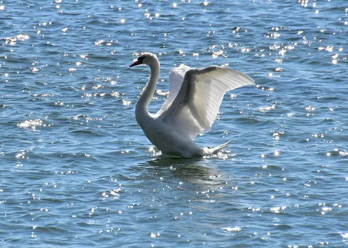 Otel Strandhaus Eberle Immenstaad am Bodensee